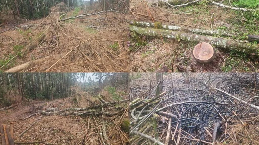 Montagem com quatro fotografias de uma área de vegetação, mostrando árvores cortadas, troncos e galhos espalhados pelo solo, além de restos de vegetação escurecidos.