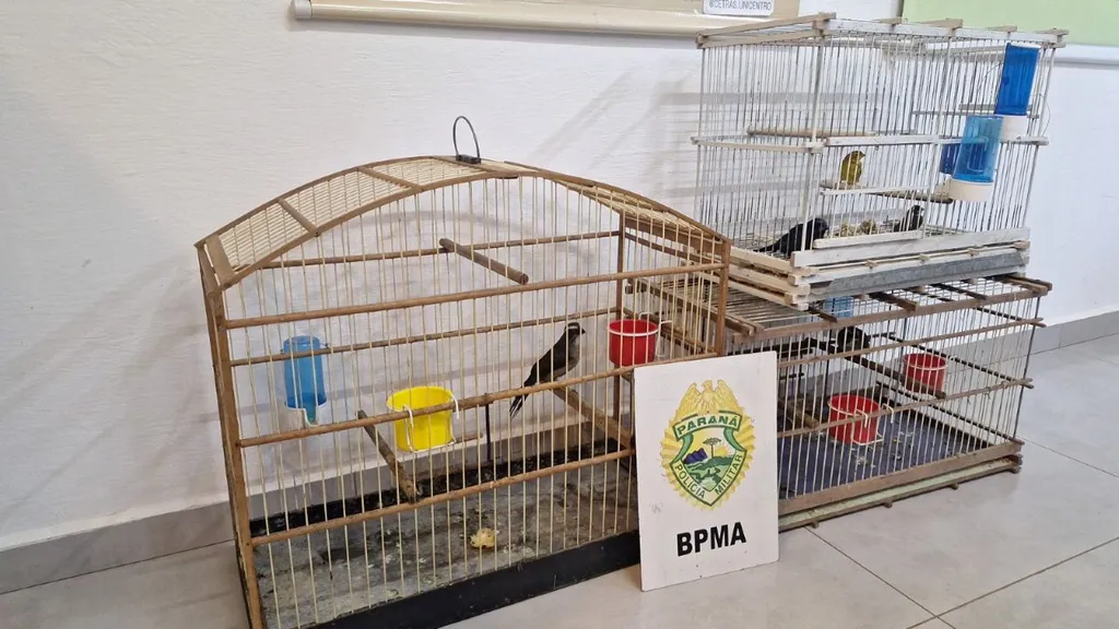 Polícia Ambiental apreende cinco aves nativas mantidas sem autorização em Pinhão
