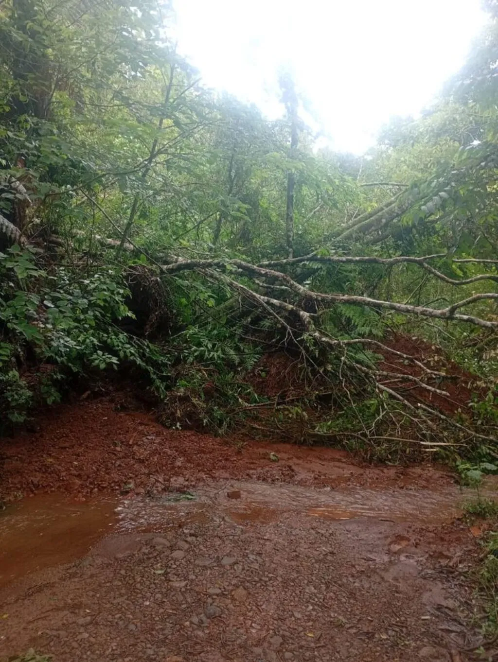 Árvores e galhos caídos bloqueiam uma estrada de terra na comunidade de Lageado Feio 2, em Pinhão, Paraná. A pista apresenta lama, pedras e água acumulada.