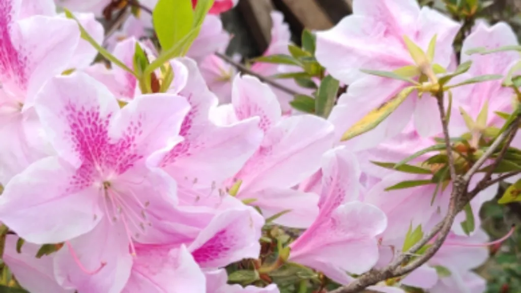 Flores cor-de-rosa em destaque entre folhas verdes, ilustrando a chegada da primavera e o período de maior florescimento da vegetação.