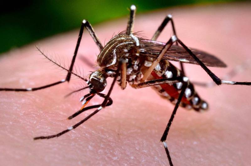 Aedes Aegipti, mosquito transmissor da dengue,
