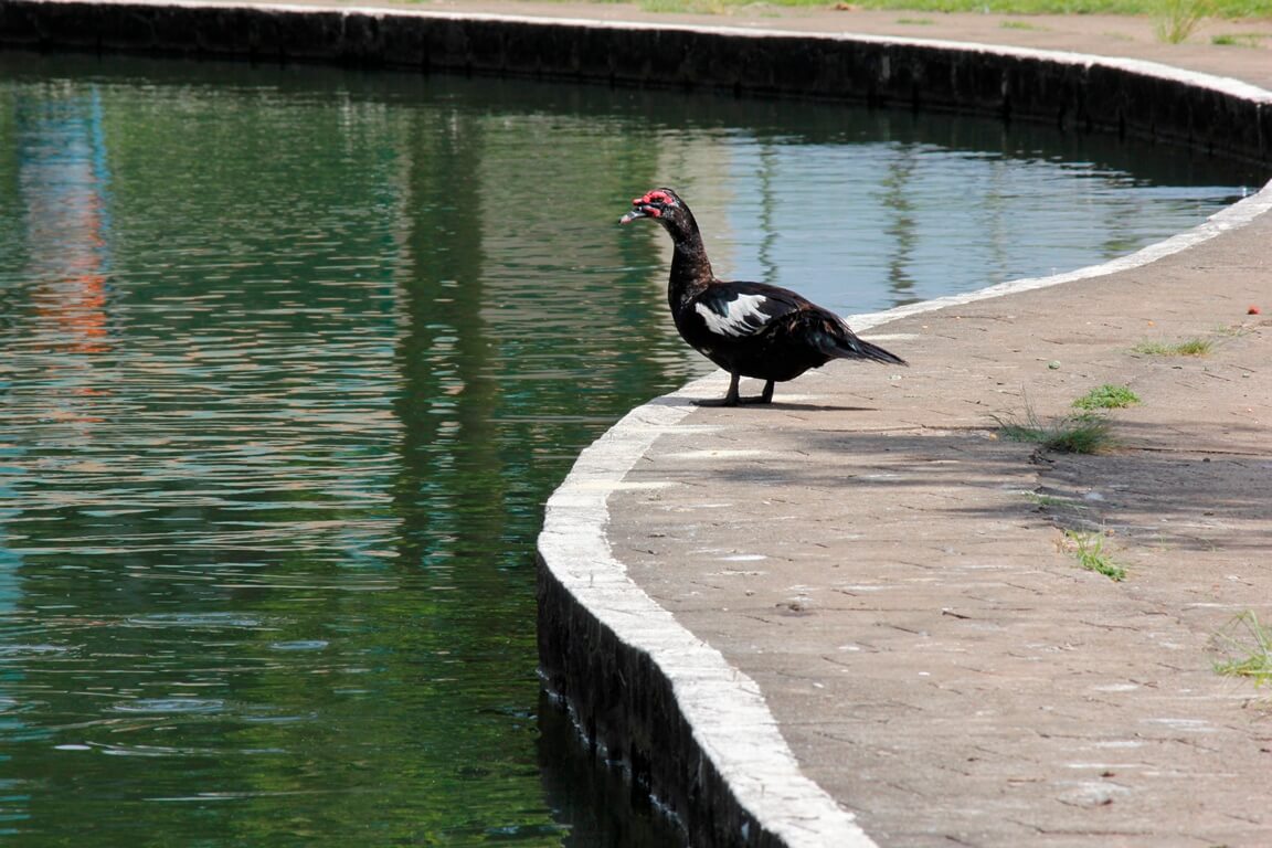 Pato na Praça Darci Brolini